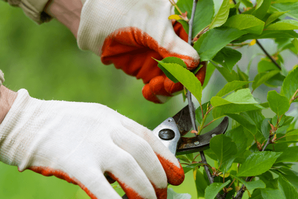 Como Podar Plantas Em Espaços Pequenos E Estimular O Crescimento: Dicas Essenciais