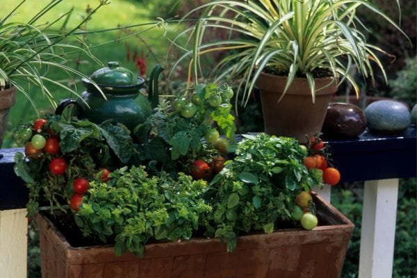 Hortas Verticais: Solução Prática para Cultivar Alimentos em Apartamentos