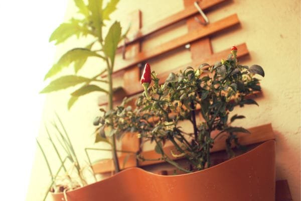 Calendário De Manutenção: Como Cuidar Do Seu Jardim Urbano O Ano Todo